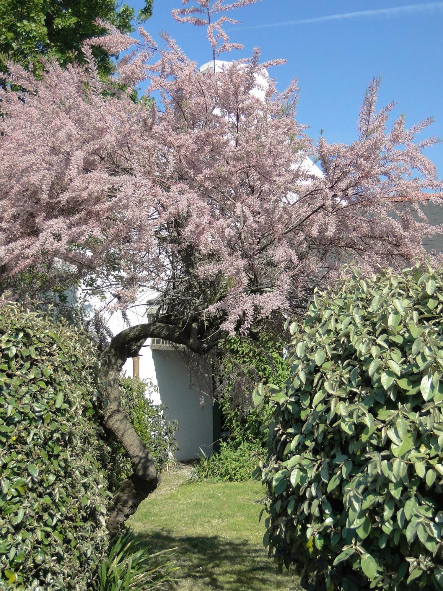 Hotel Aux Tamaris Sauzon Dış mekan fotoğraf
